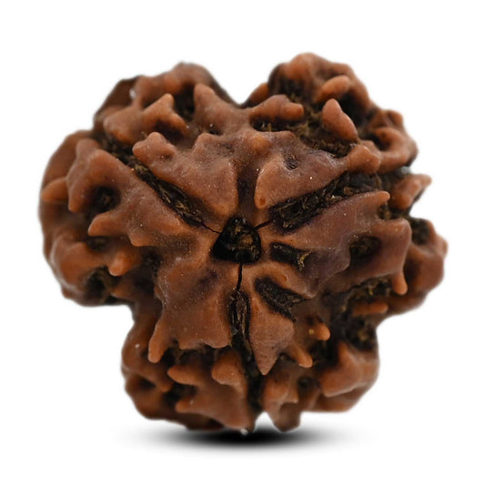 3 Mukhi Rudraksha (Nepal) 20.80 M.M.