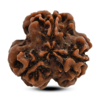 3 Mukhi Rudraksha (Nepal) 20.80 M.M.