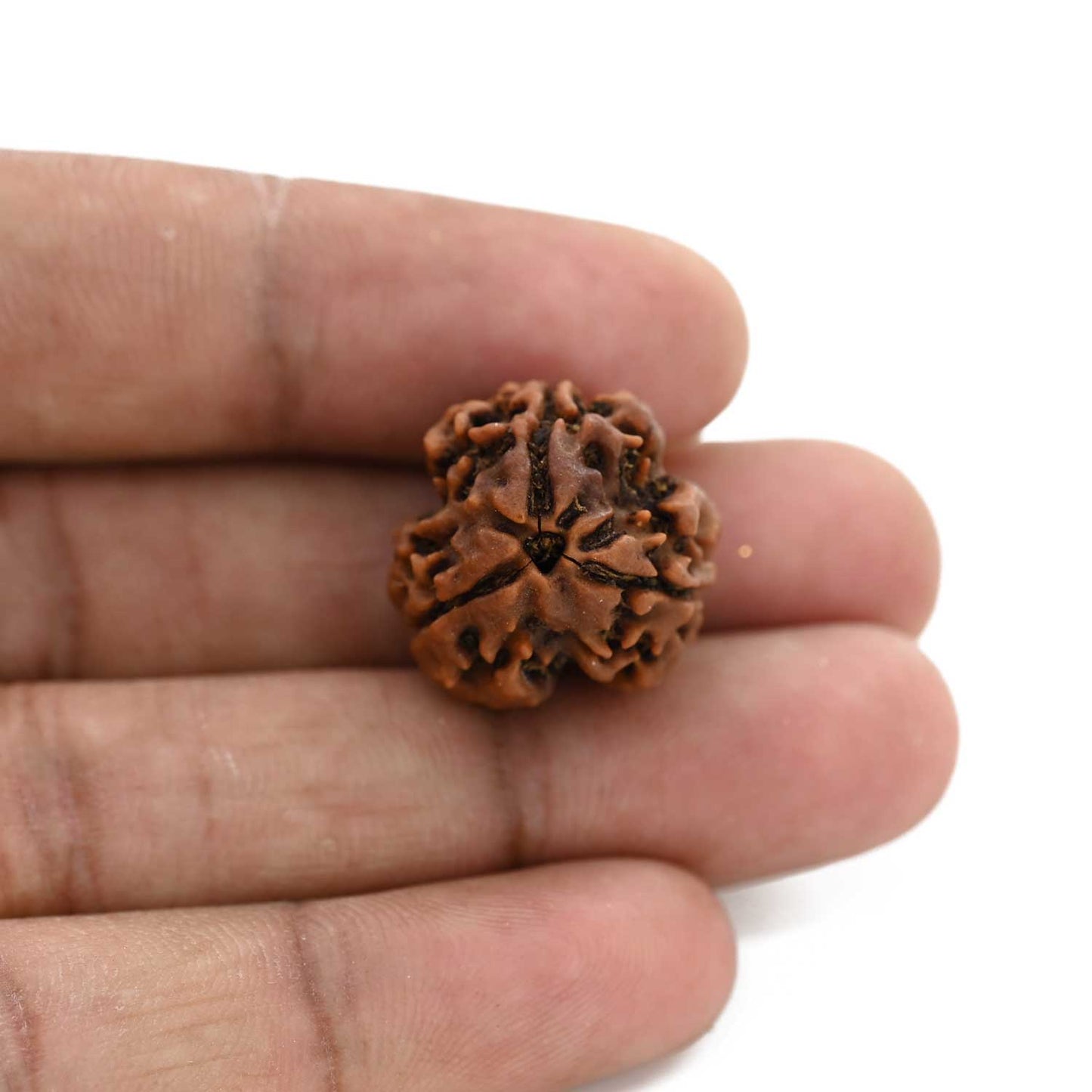 3 Mukhi Rudraksha (Nepal) 20.80 M.M.