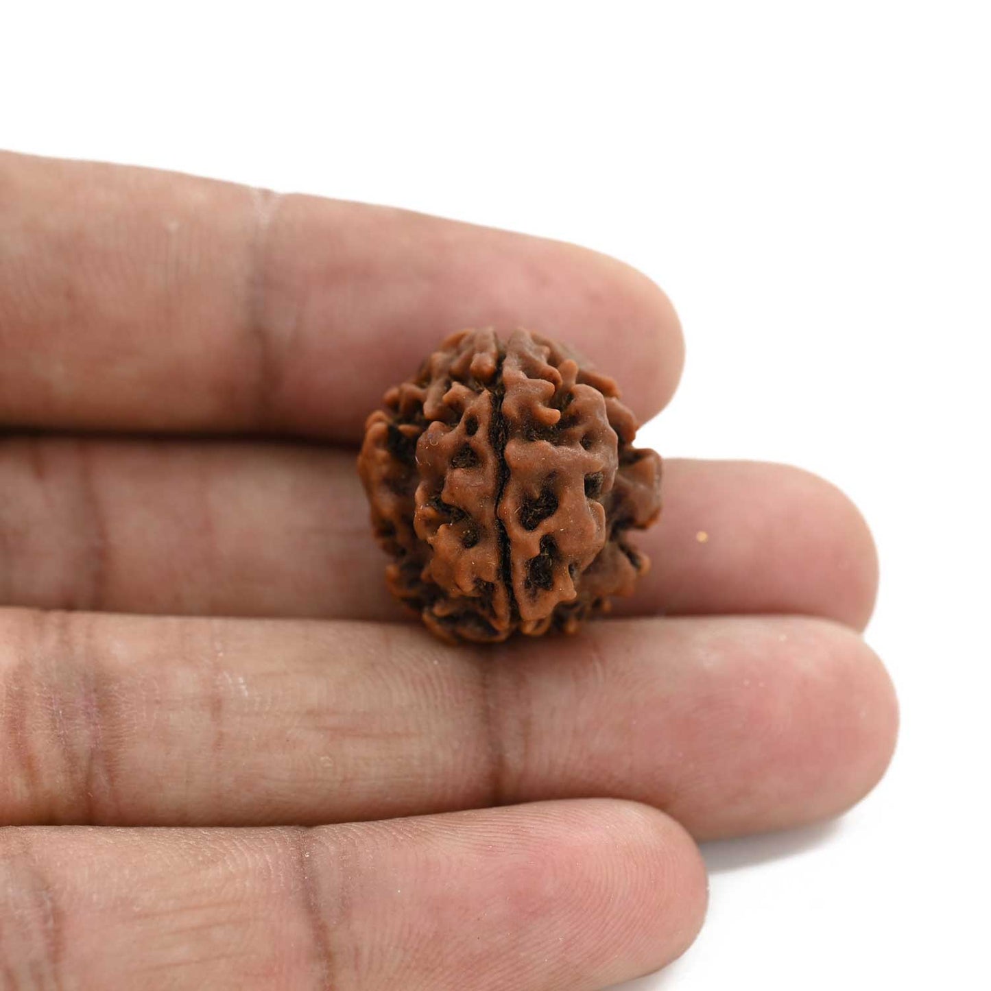 3 Mukhi Rudraksha (Nepal) 20.80 M.M.