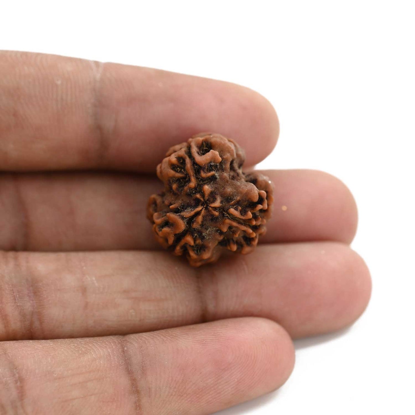 3 Mukhi Rudraksha (Nepal) 20.80 M.M.