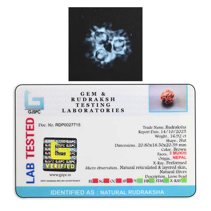 3 Mukhi Rudraksha (Nepal) 20.80 M.M.