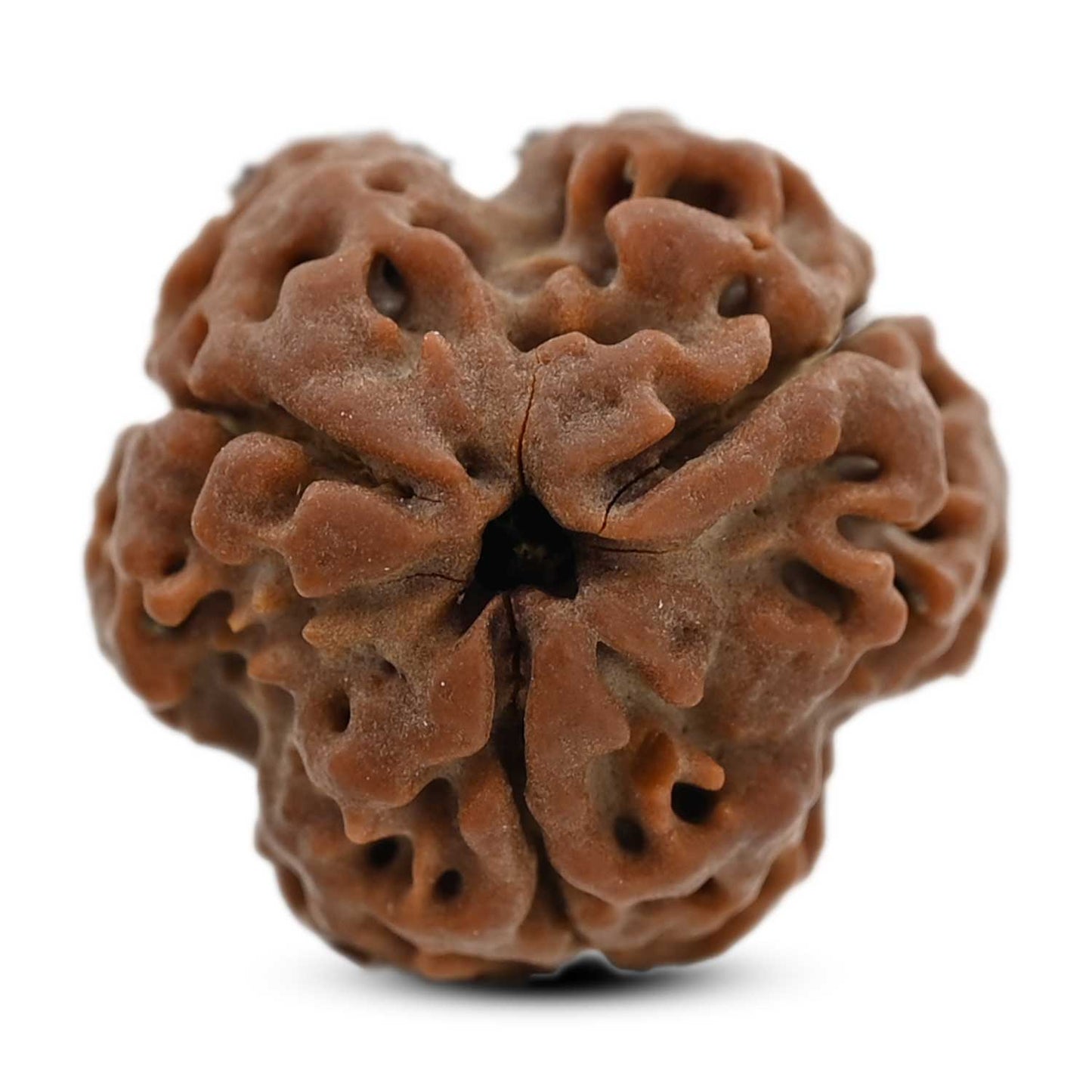 3 Mukhi Rudraksha (Nepal) 20.04 M.M.