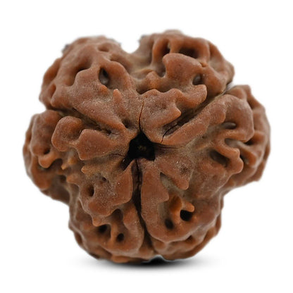3 Mukhi Rudraksha (Nepal) 20.04 M.M.