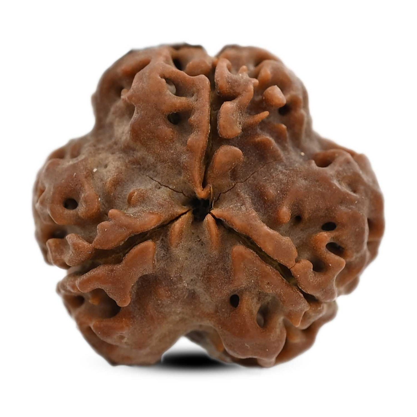 3 Mukhi Rudraksha (Nepal) 20.04 M.M.