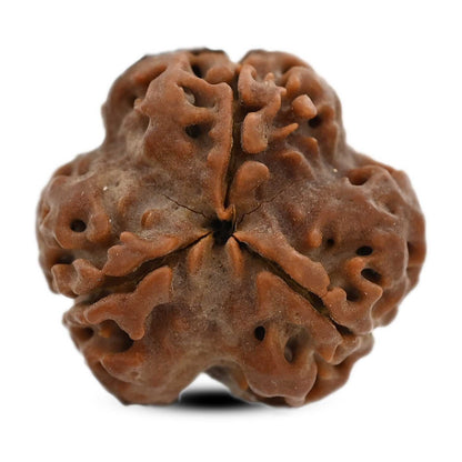 3 Mukhi Rudraksha (Nepal) 20.04 M.M.
