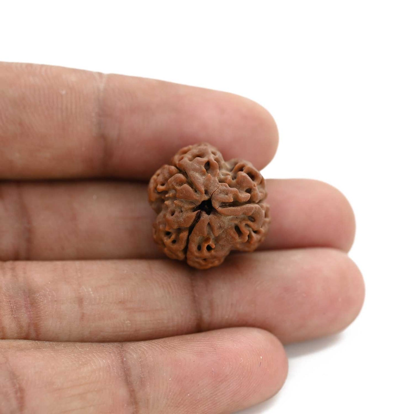 3 Mukhi Rudraksha (Nepal) 20.04 M.M.