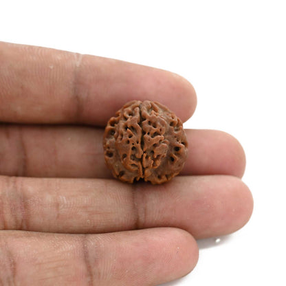 3 Mukhi Rudraksha (Nepal) 20.04 M.M.