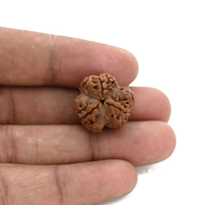 3 Mukhi Rudraksha (Nepal) 20.04 M.M.