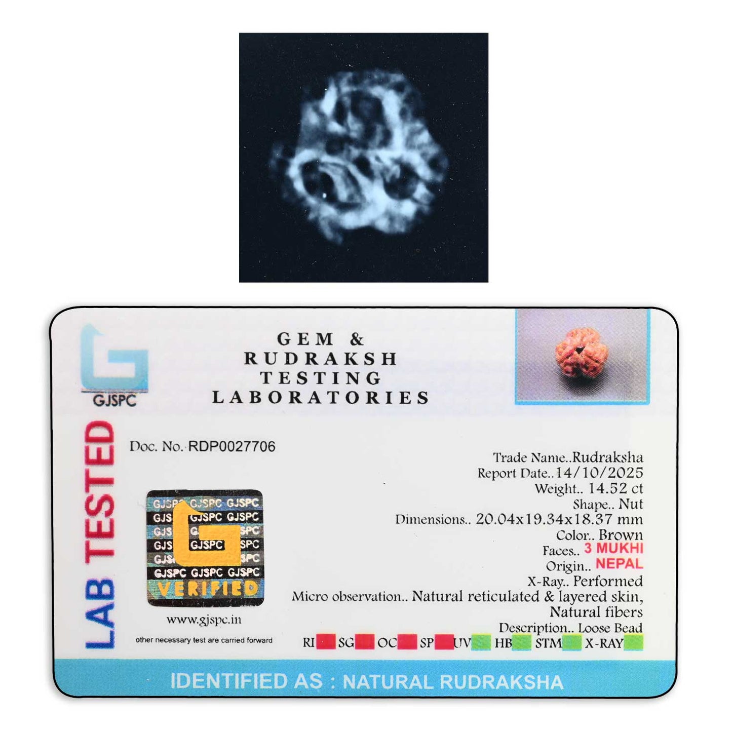 3 Mukhi Rudraksha (Nepal) 20.04 M.M.