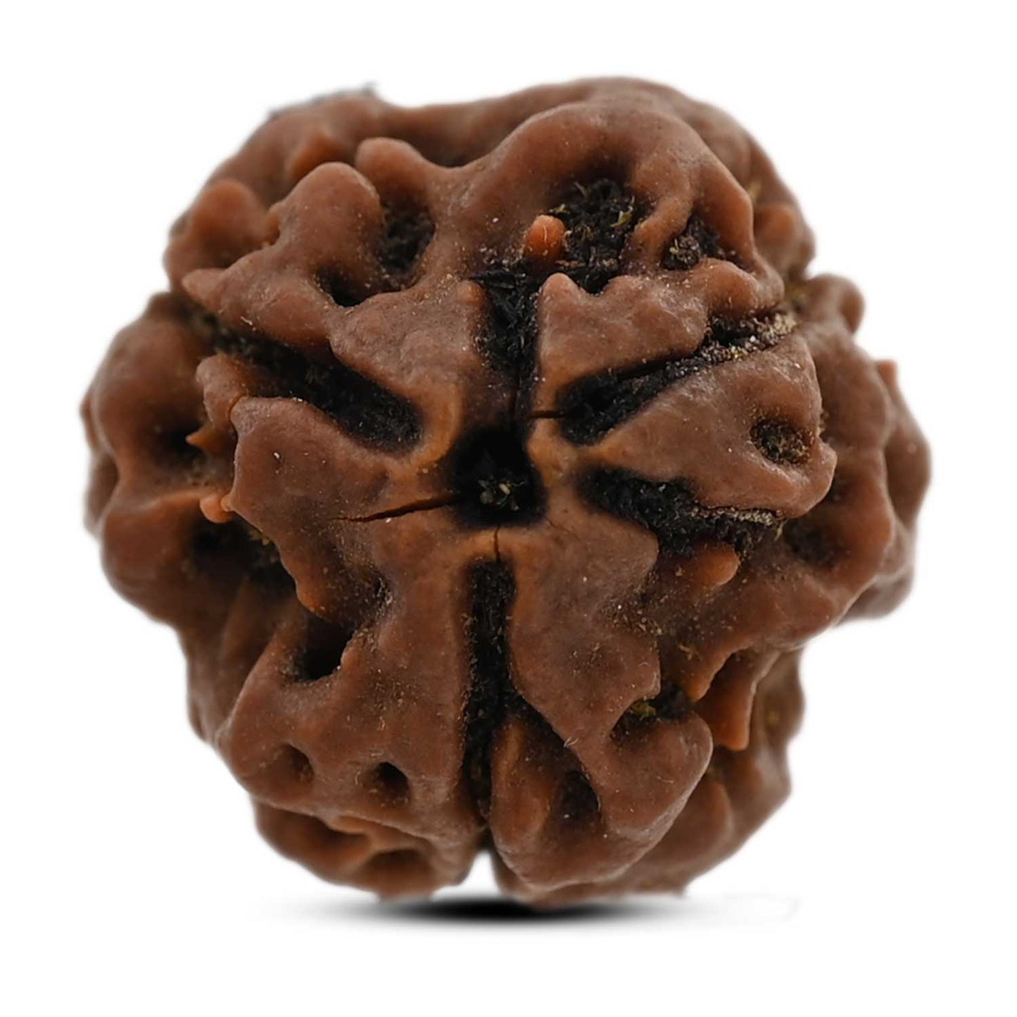 3 Mukhi Rudraksha (Nepal) 20.59 M.M.