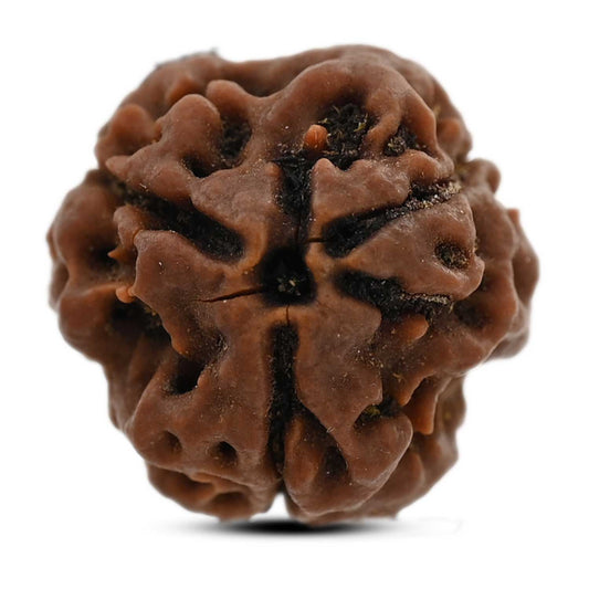 3 Mukhi Rudraksha (Nepal) 20.59 M.M.