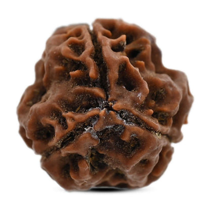 3 Mukhi Rudraksha (Nepal) 20.59 M.M.