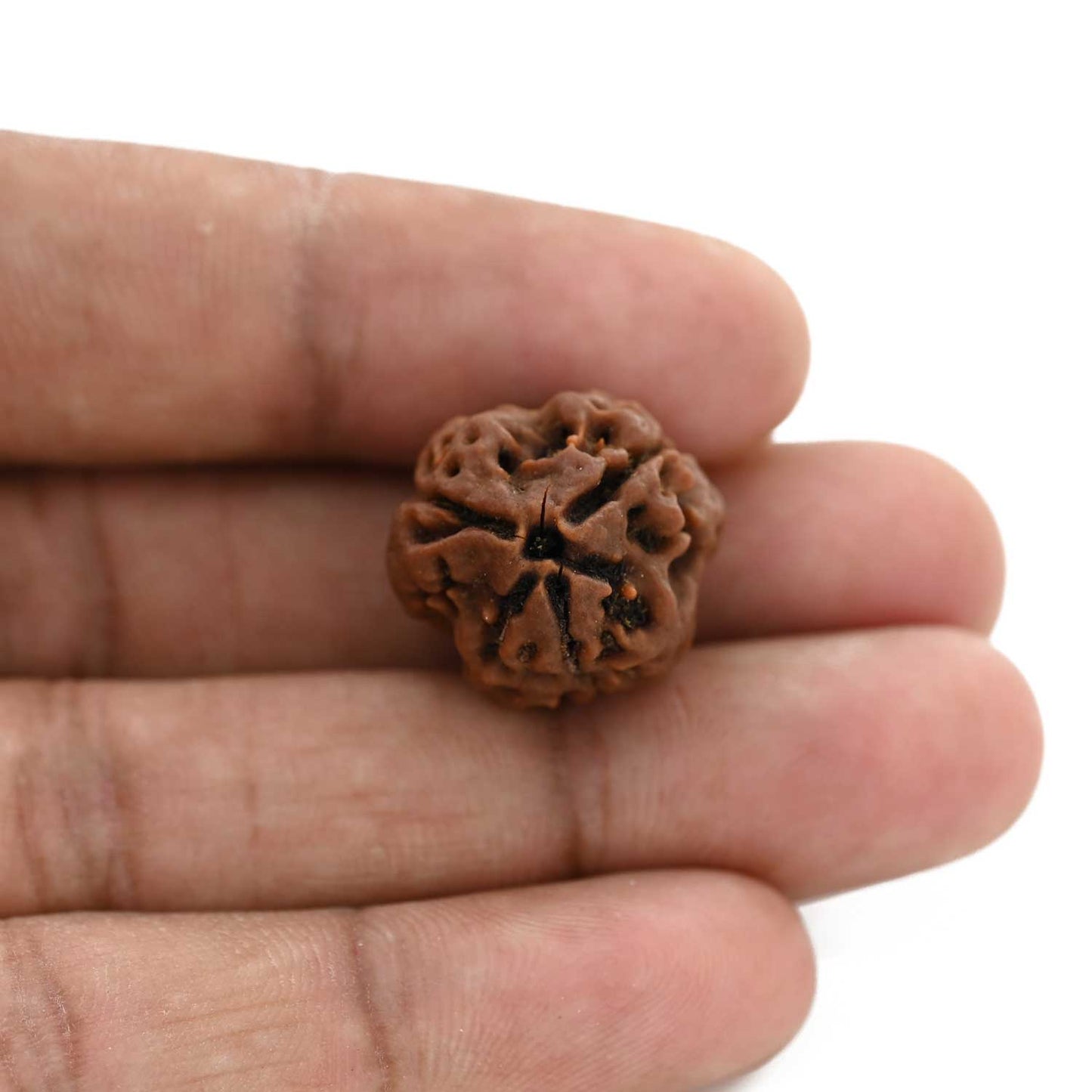 3 Mukhi Rudraksha (Nepal) 20.59 M.M.