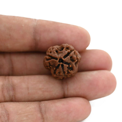 3 Mukhi Rudraksha (Nepal) 20.59 M.M.