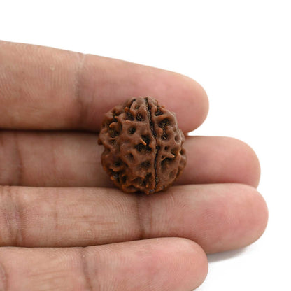 3 Mukhi Rudraksha (Nepal) 20.59 M.M.
