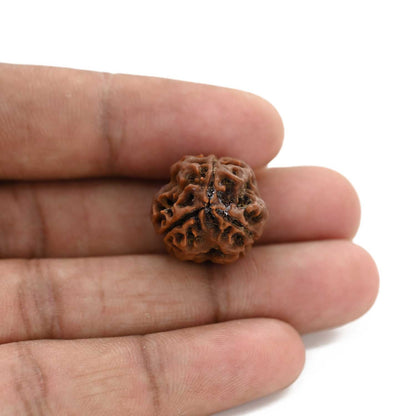 3 Mukhi Rudraksha (Nepal) 20.59 M.M.