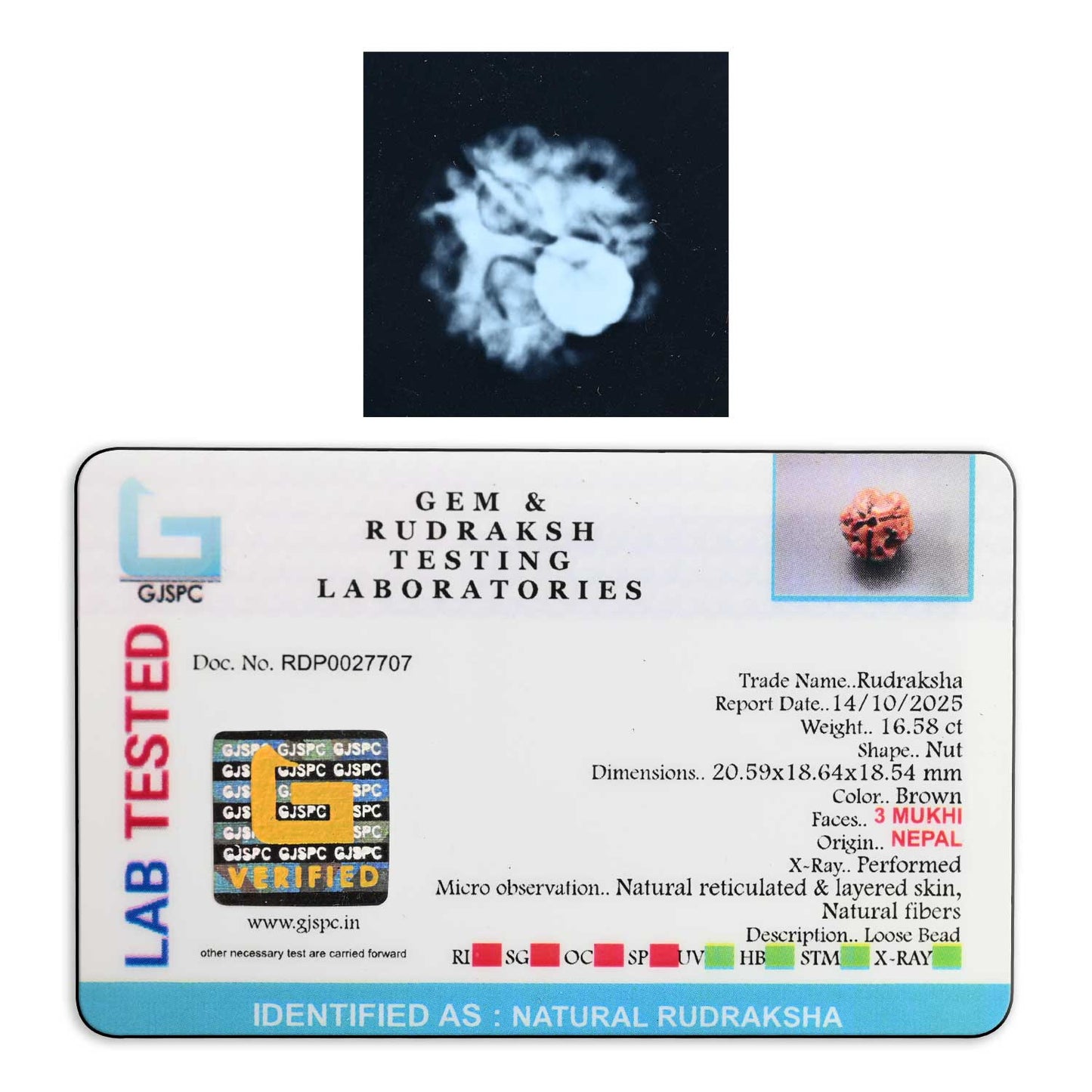3 Mukhi Rudraksha (Nepal) 20.59 M.M.