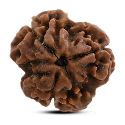 3 Mukhi Rudraksha (Nepal) 18.62 M.M.