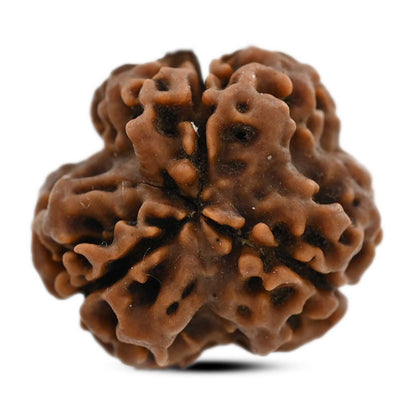 3 Mukhi Rudraksha (Nepal) 18.62 M.M.