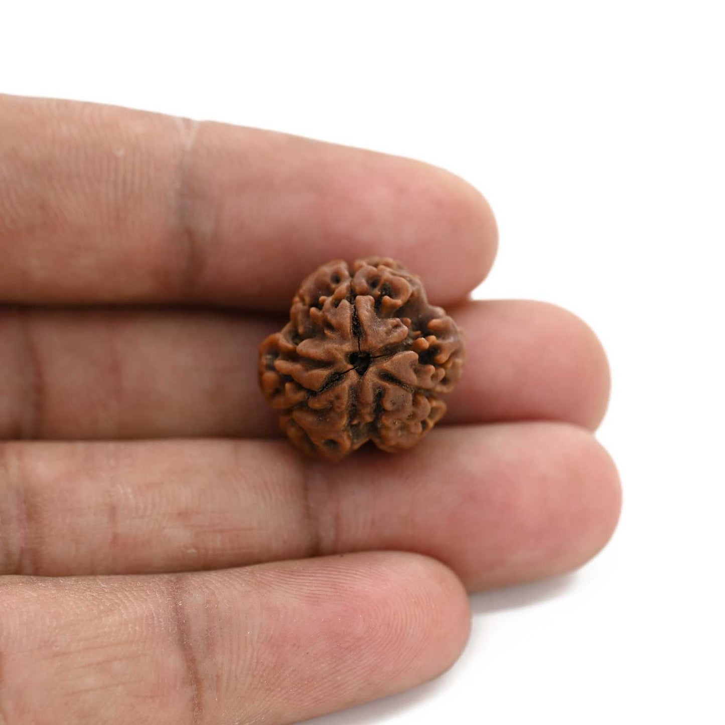 3 Mukhi Rudraksha (Nepal) 18.62 M.M.