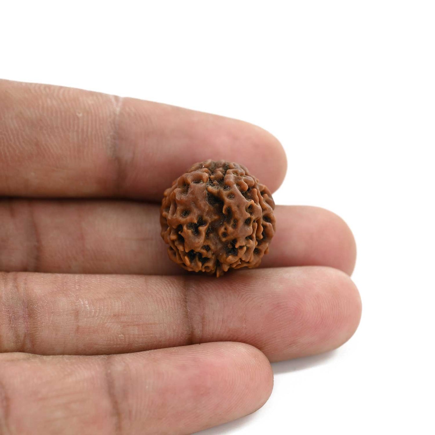 3 Mukhi Rudraksha (Nepal) 18.62 M.M.