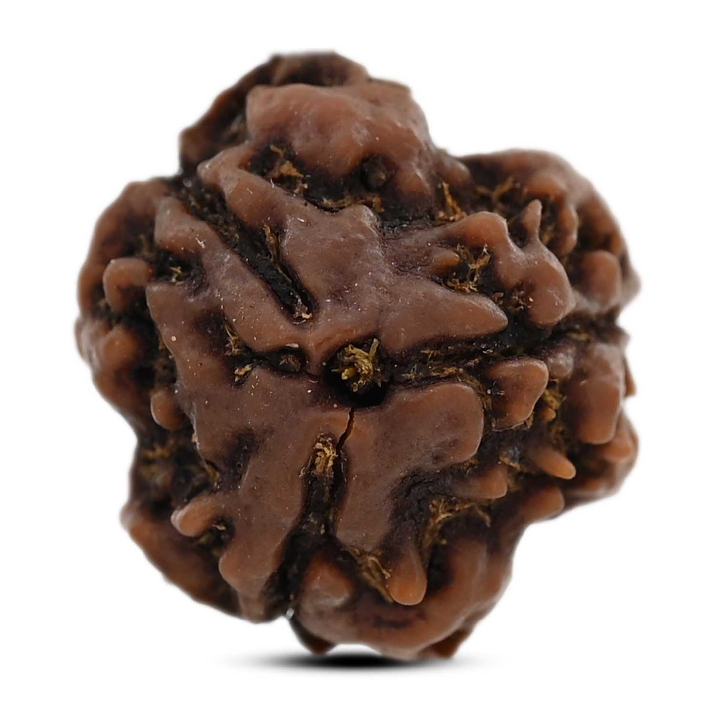 3 Mukhi Rudraksha (Nepal) 19.91 M.M.