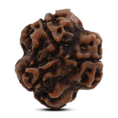 3 Mukhi Rudraksha (Nepal) 19.91 M.M.