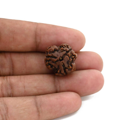 3 Mukhi Rudraksha (Nepal) 19.91 M.M.