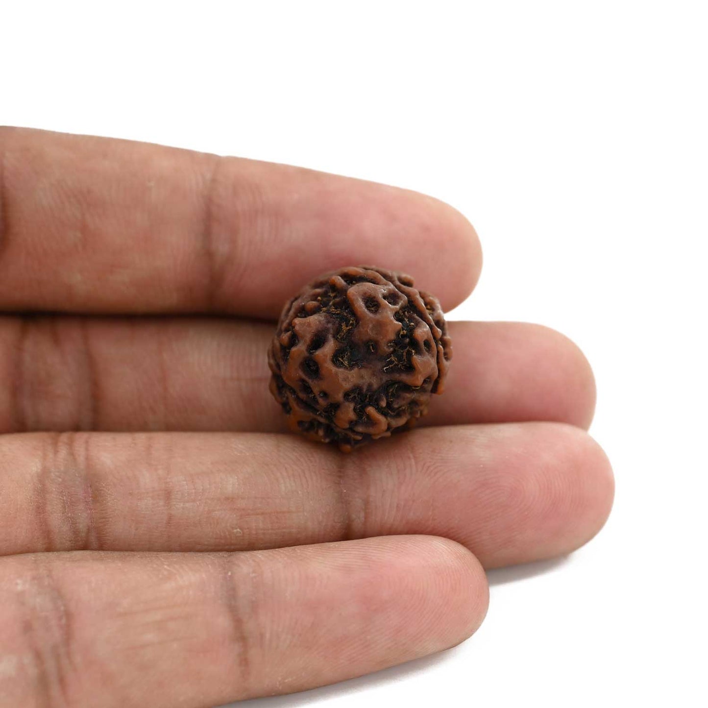 3 Mukhi Rudraksha (Nepal) 19.91 M.M.