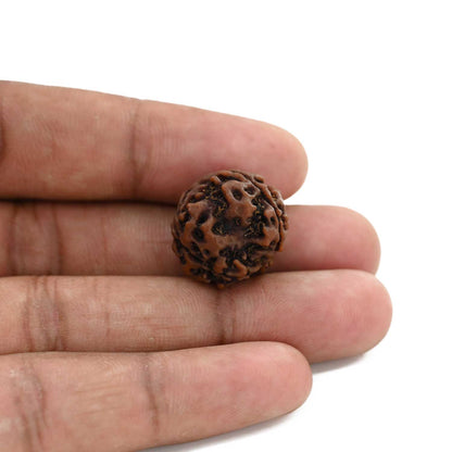 3 Mukhi Rudraksha (Nepal) 19.91 M.M.