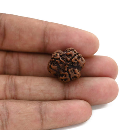 3 Mukhi Rudraksha (Nepal) 19.91 M.M.