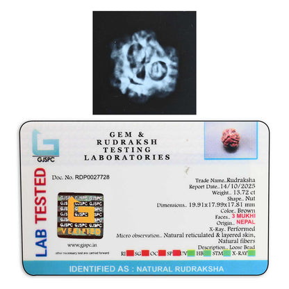3 Mukhi Rudraksha (Nepal) 19.91 M.M.