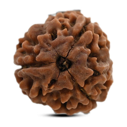3 Mukhi Rudraksha (Nepal) 18.22 M.M.
