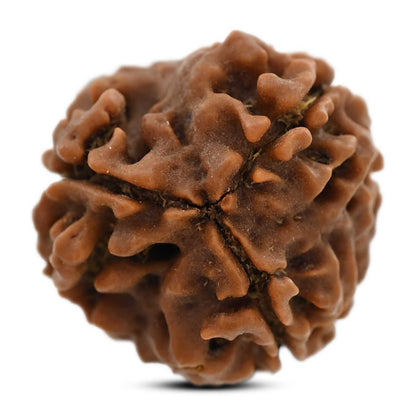 3 Mukhi Rudraksha (Nepal) 18.22 M.M.