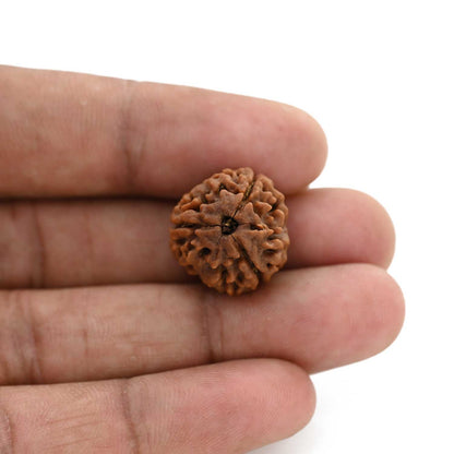 3 Mukhi Rudraksha (Nepal) 18.22 M.M.