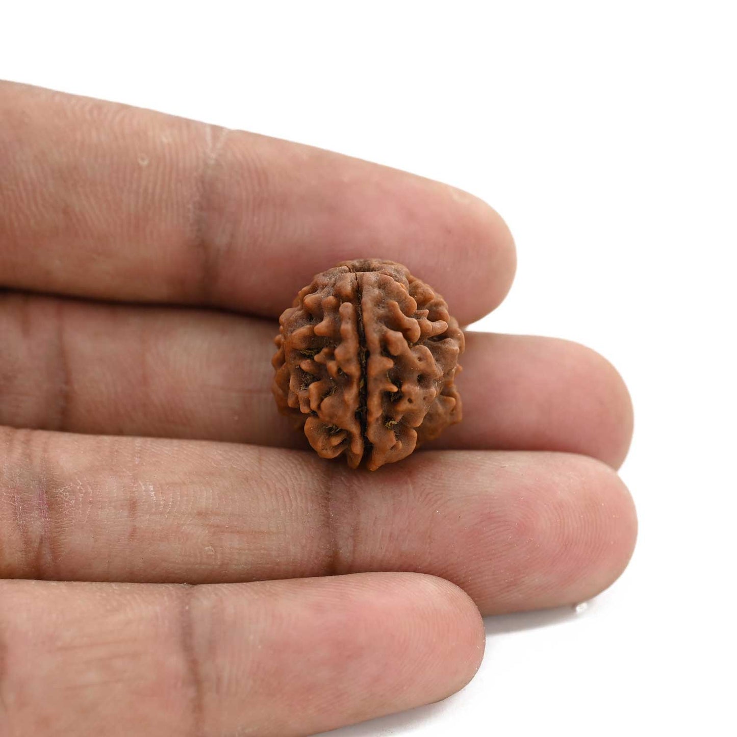 3 Mukhi Rudraksha (Nepal) 18.22 M.M.