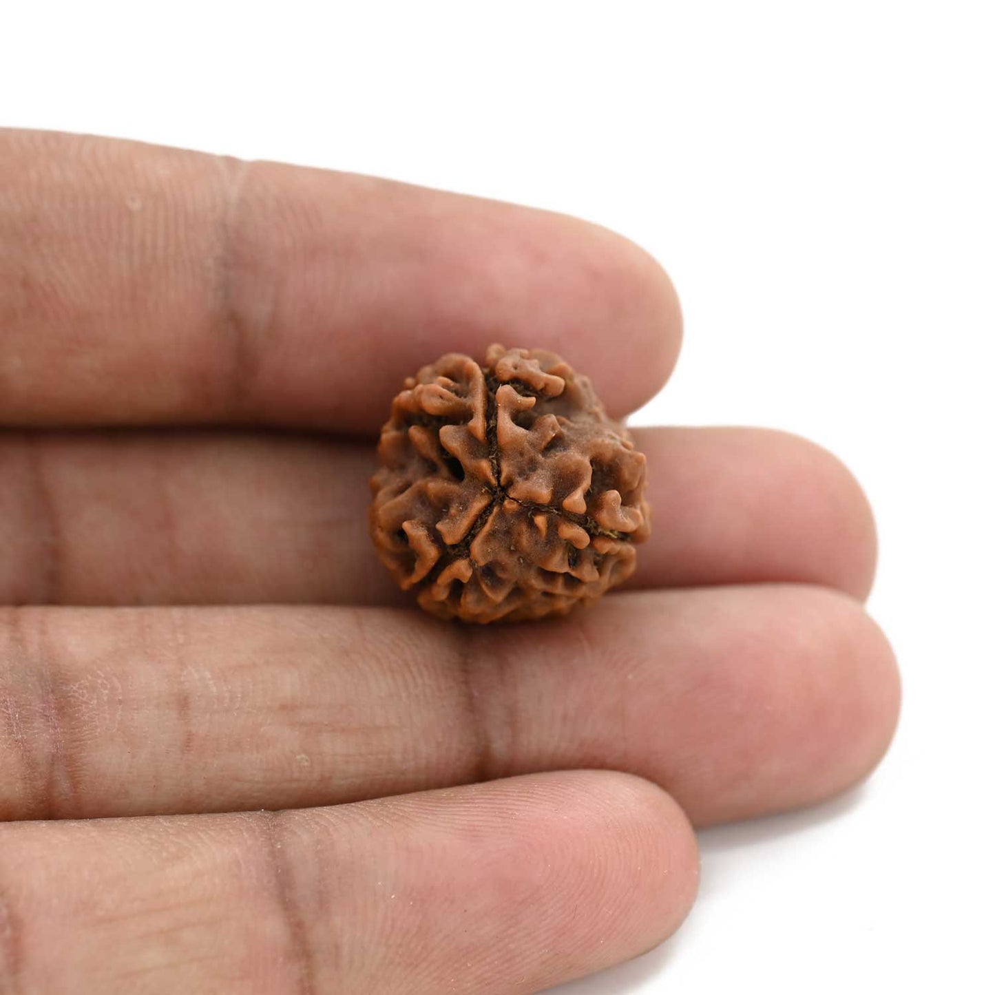 3 Mukhi Rudraksha (Nepal) 18.22 M.M.