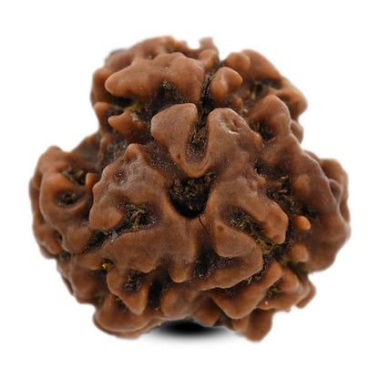 3 Mukhi Rudraksha (Nepal) 19.27 M.M.