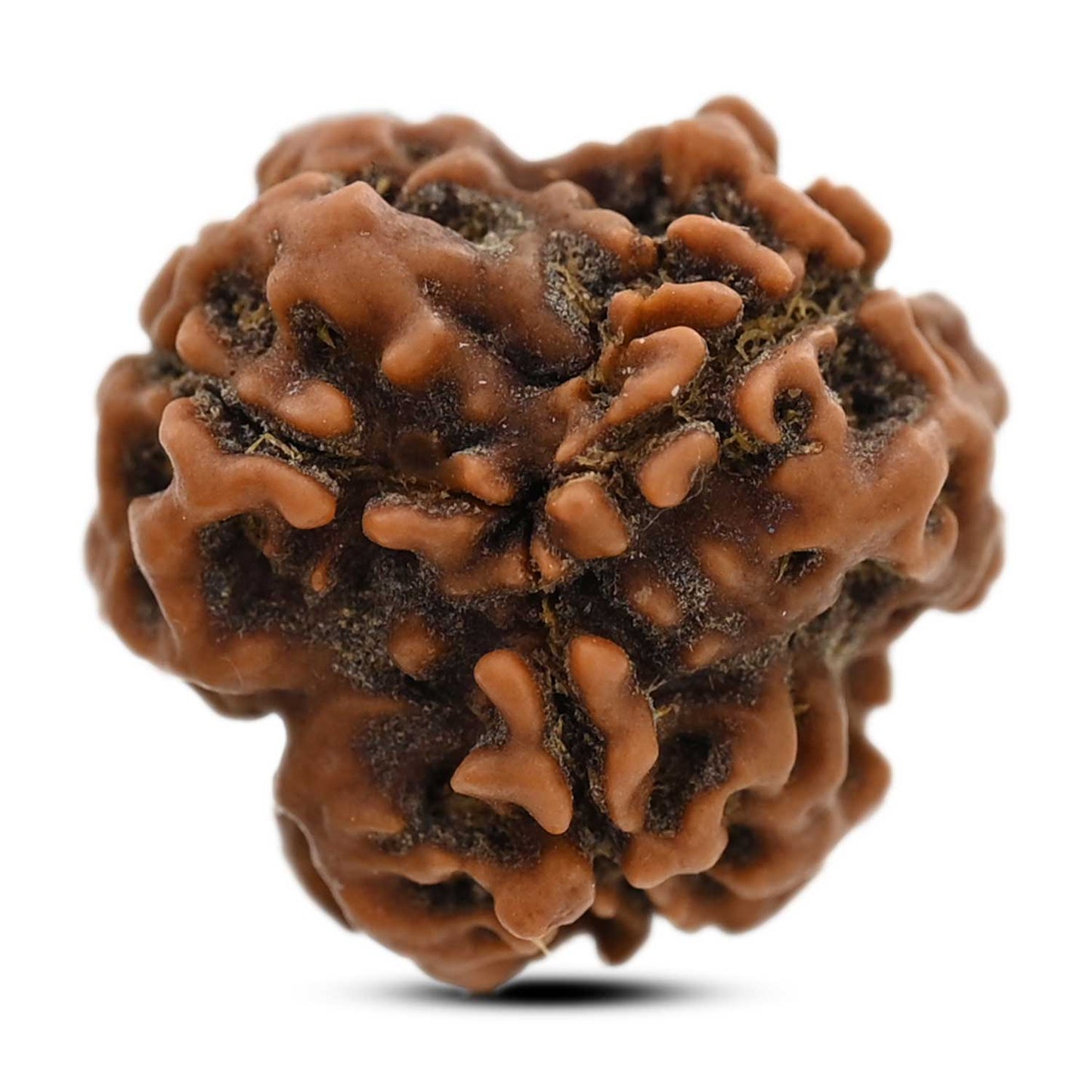 3 Mukhi Rudraksha (Nepal) 19.27 M.M.