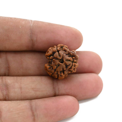 3 Mukhi Rudraksha (Nepal) 19.27 M.M.