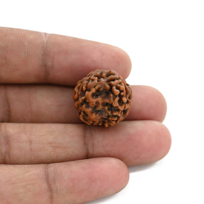 3 Mukhi Rudraksha (Nepal) 19.27 M.M.