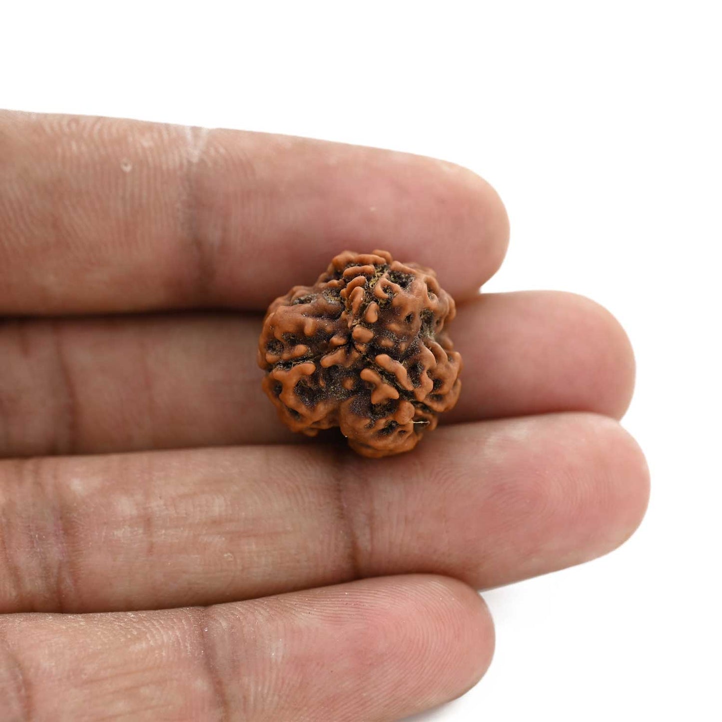 3 Mukhi Rudraksha (Nepal) 19.27 M.M.