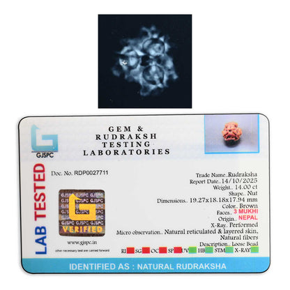 3 Mukhi Rudraksha (Nepal) 19.27 M.M.