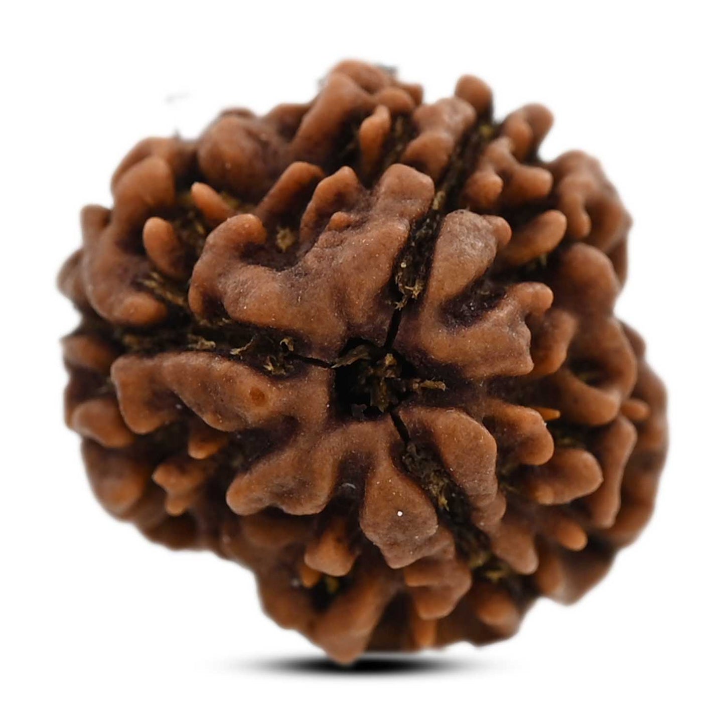 3 Mukhi Rudraksha (Nepal) 19.09 M.M.