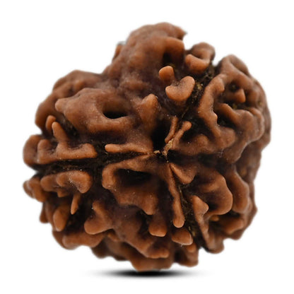 3 Mukhi Rudraksha (Nepal) 19.09 M.M.