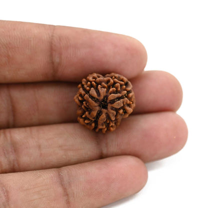 3 Mukhi Rudraksha (Nepal) 19.09 M.M.