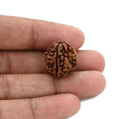 3 Mukhi Rudraksha (Nepal) 19.09 M.M.