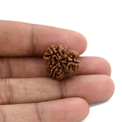3 Mukhi Rudraksha (Nepal) 19.09 M.M.