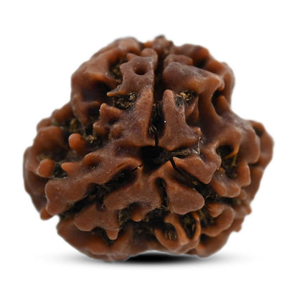 3 Mukhi Rudraksha (Nepal) 20.80 M.M.
